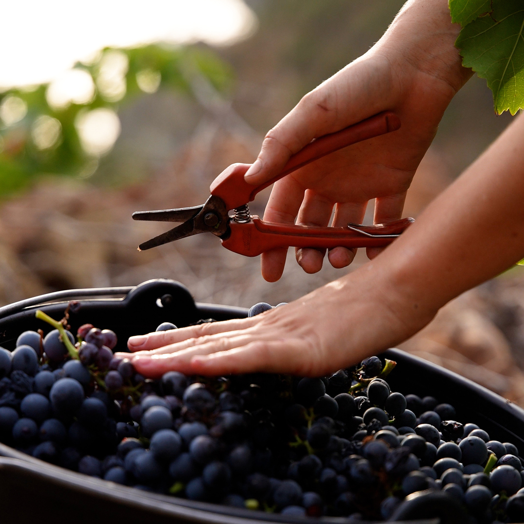 Winemaking know-how