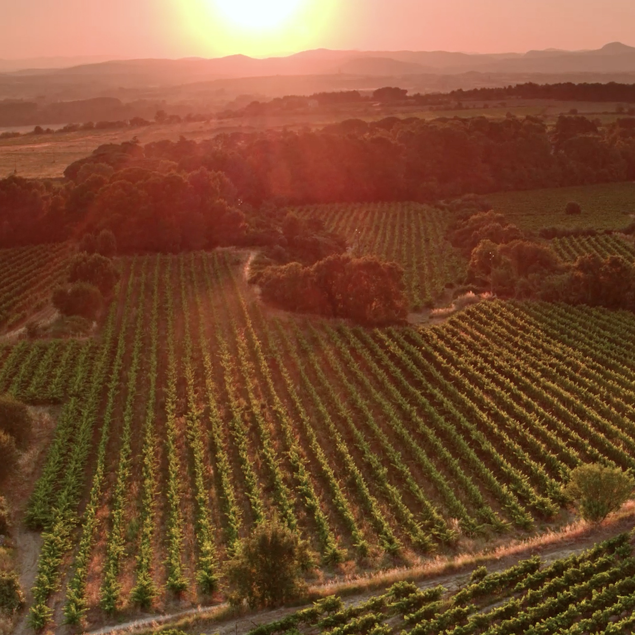 Vineyards Maison Castel