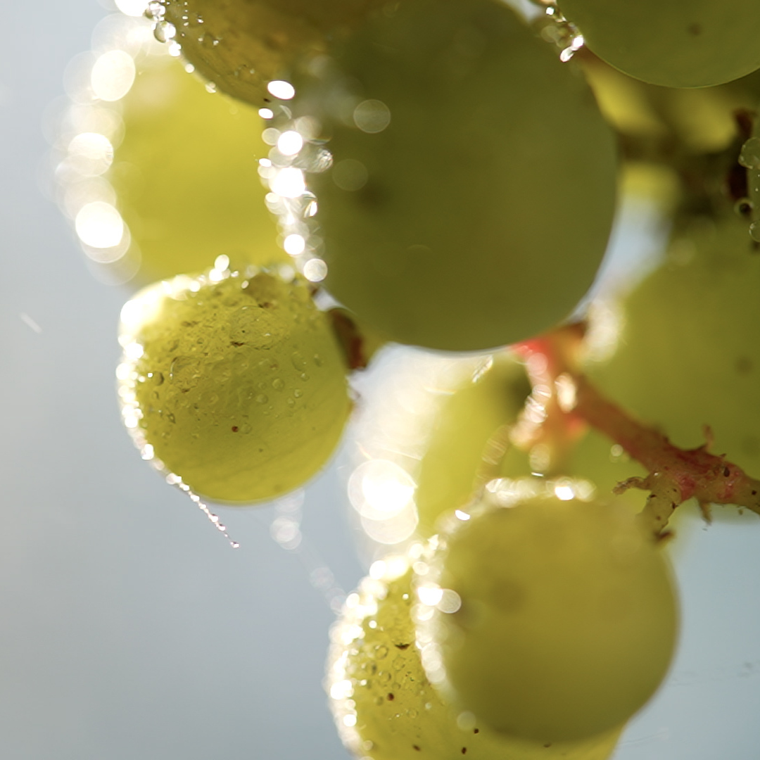 Vines and organic farming
