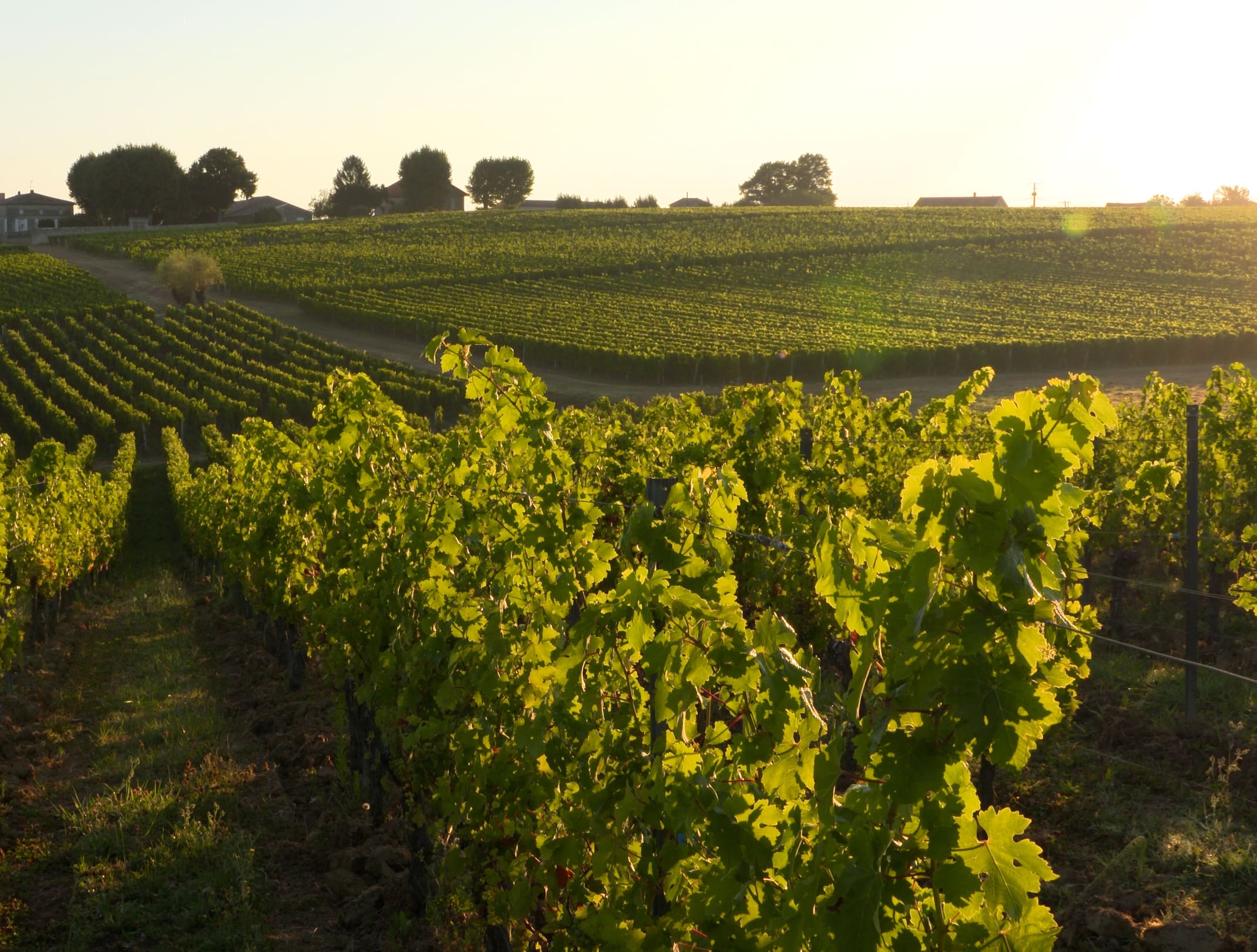 Séries Limitées vineyard plot