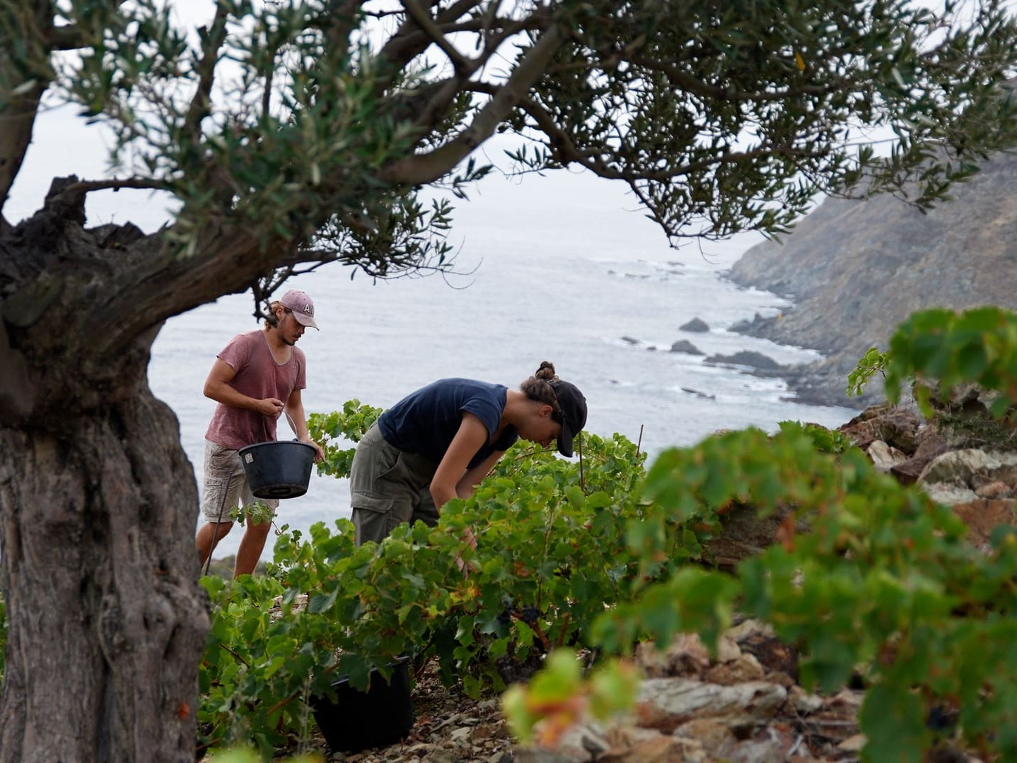 Grape harvest in the vineyard